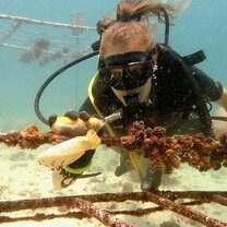 Coral restoration with a cute cuttlefish